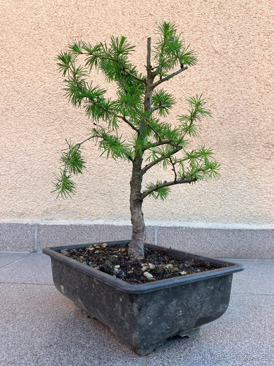 Bonsai, Bonsaj, modřín opadavý - 6