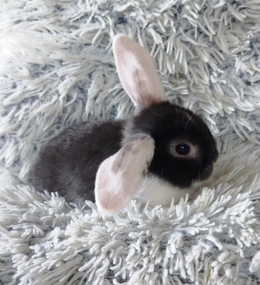 Minilop - anglický zakrslý beránek - Max - 6