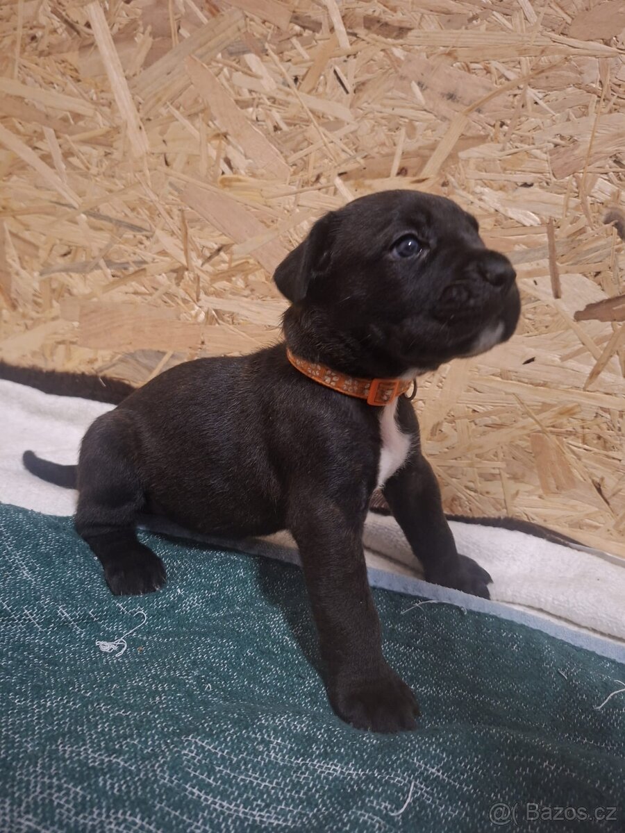 Cane corso - 6