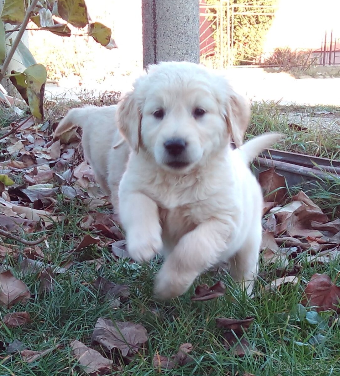 Zlatý retriever, zlatý retrívr - štěňata - 6