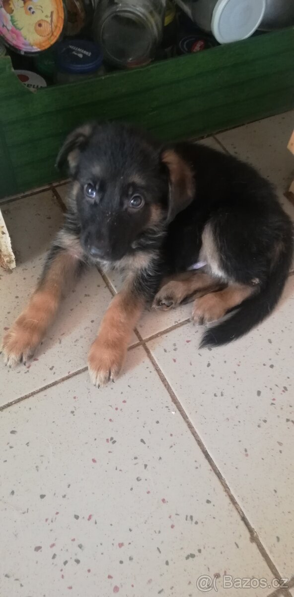 Nemecky ovčák typu Rex(štěňata) - 6