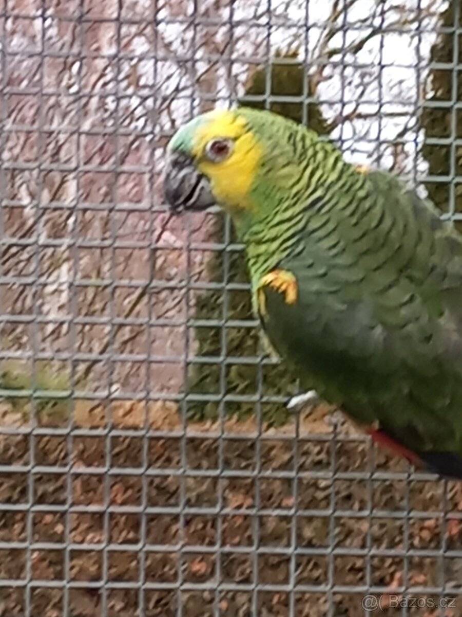 Amazoňan modročelý - 6