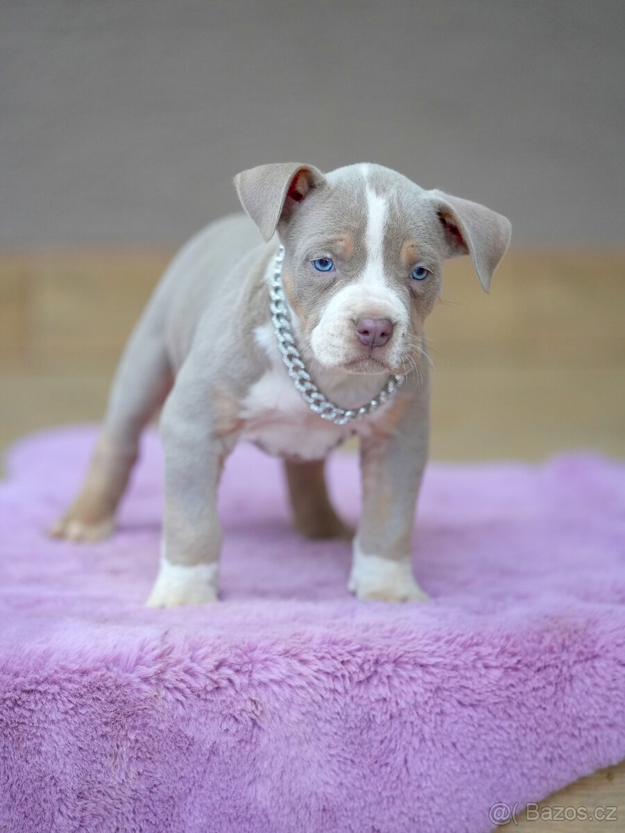 American Bully XL / XXL - 6
