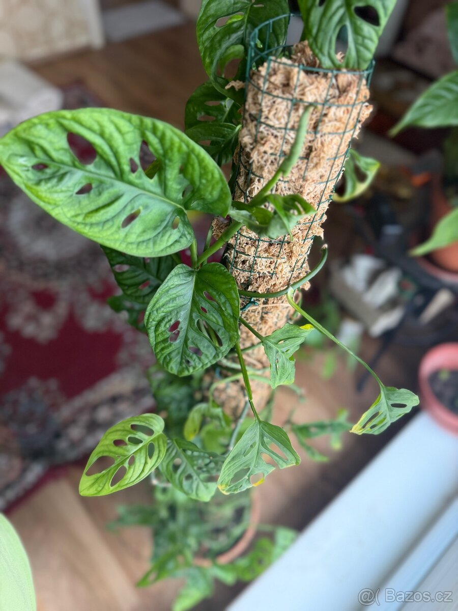 Monstera adansonii (Monkey Monstera) - 6