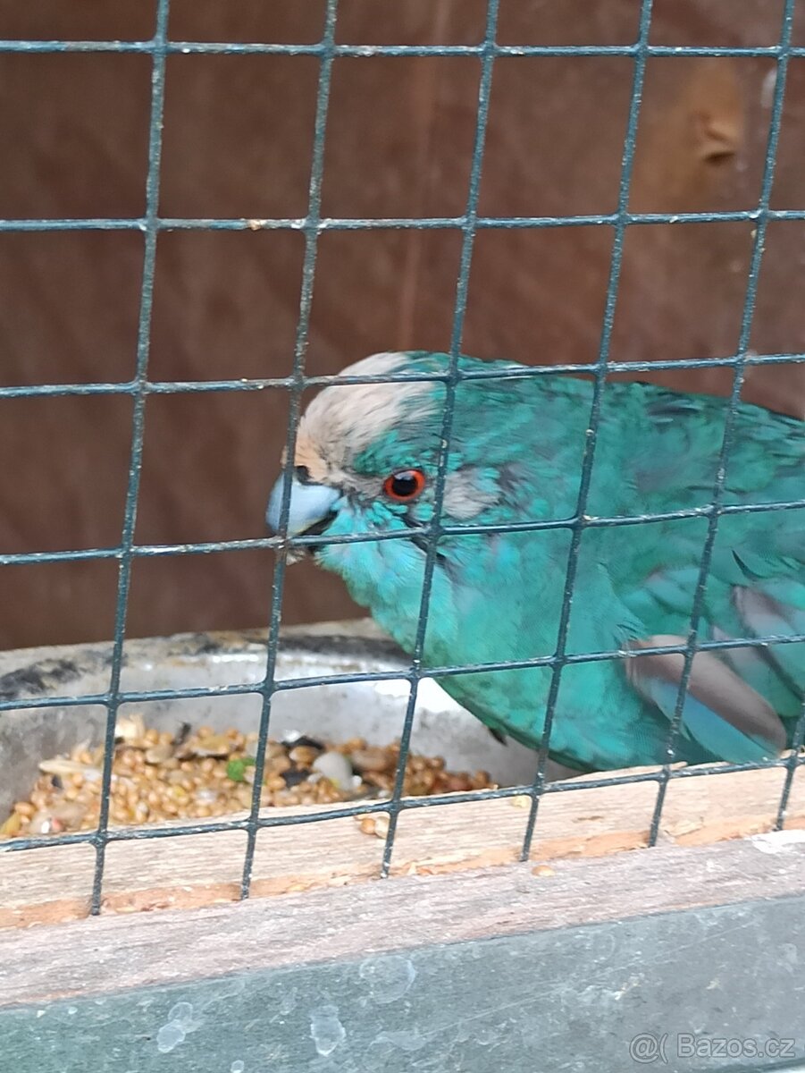 Kakariki chovný pár - 6