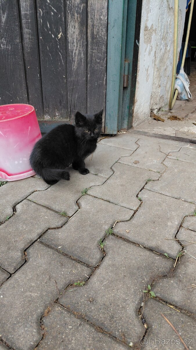 DARUJI KOŤÁTKA - 6