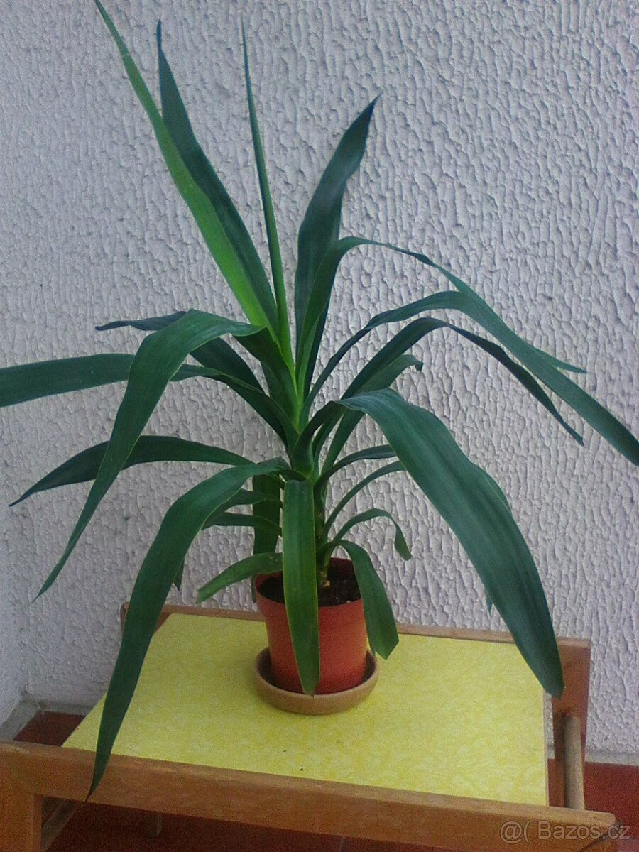 Pokojové květiny - 6