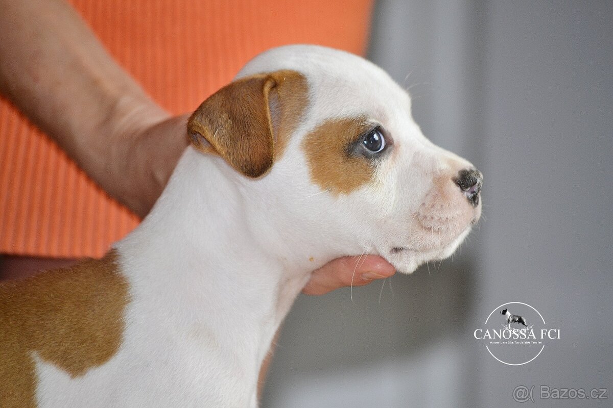 Americký stafordšírský teriér, fenka po rodičích z USA - 6