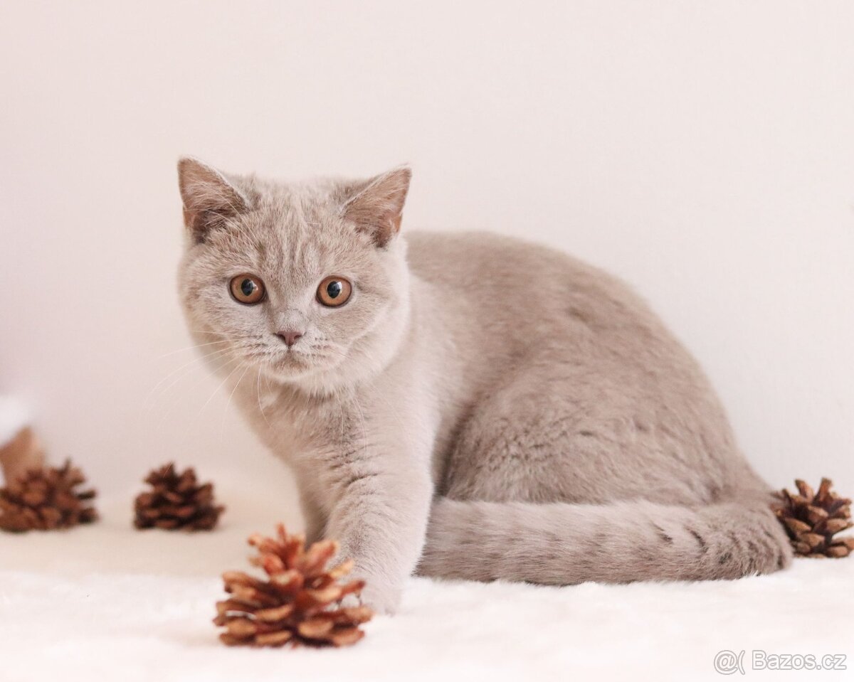 Britská koťátka s PP - 6