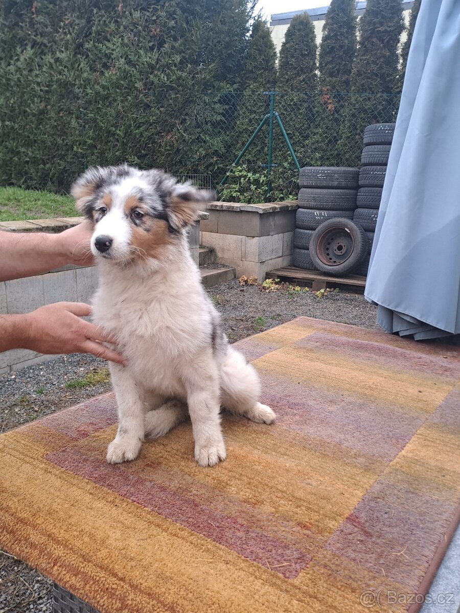 Chovatelská stanice nabízí štěňátka australských ovčáků s PP - 6