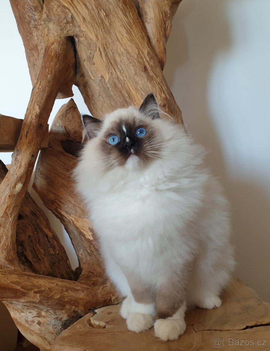 Ragdoll kocourek s PP - 6