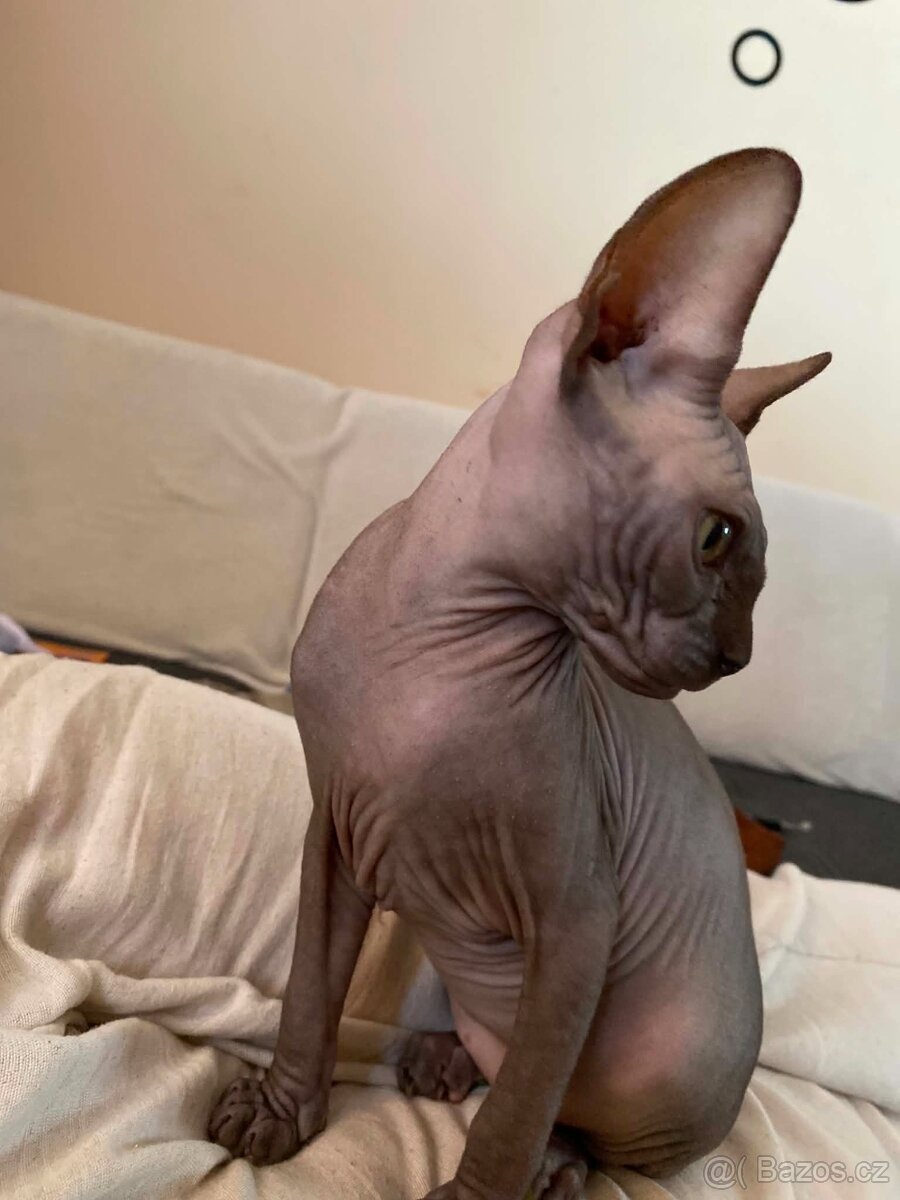 SPHYNX koťátko bez PP - 6
