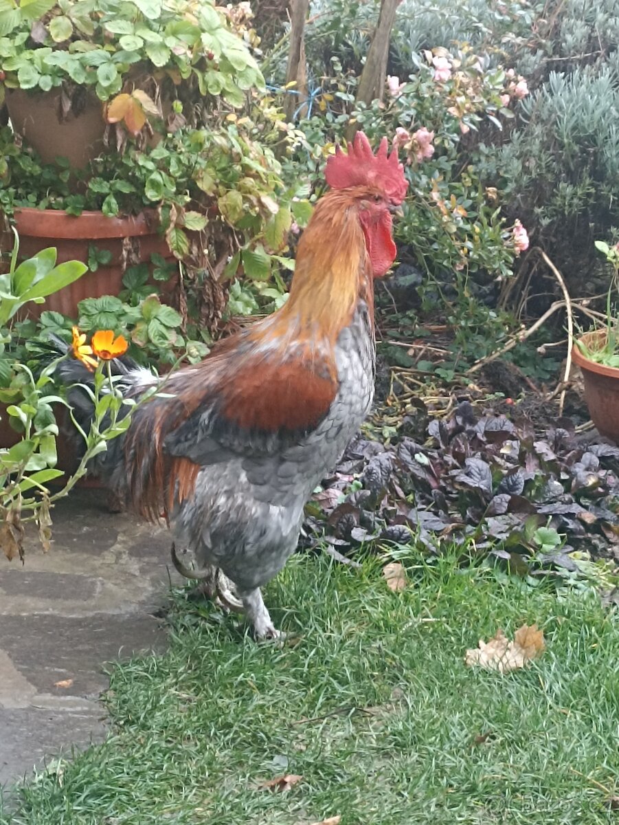 Maranský kohout - k odběru co nejdříve - 6