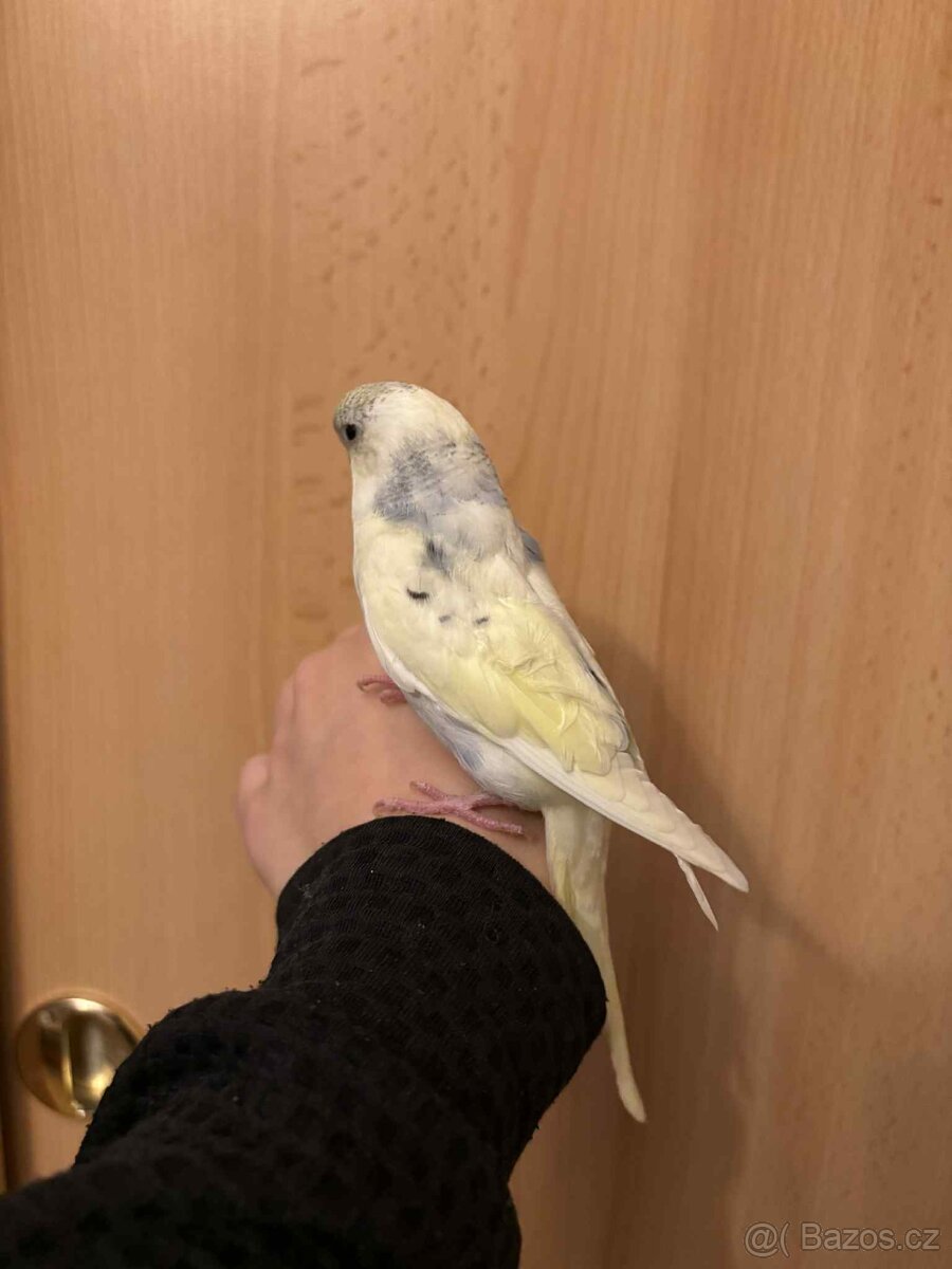 Prodám mladé andulky po vylétnutí z budky - 6