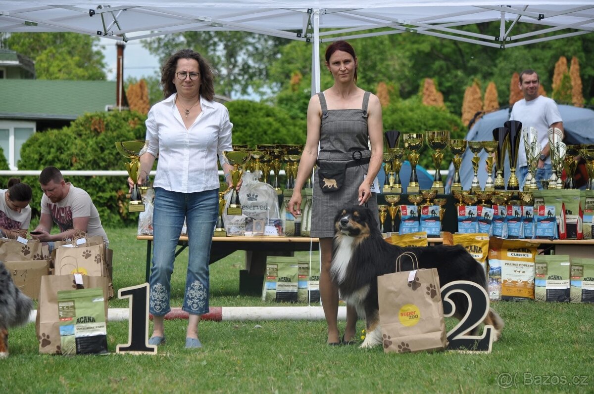 Austrálsky ovčák/krytie/ - 6