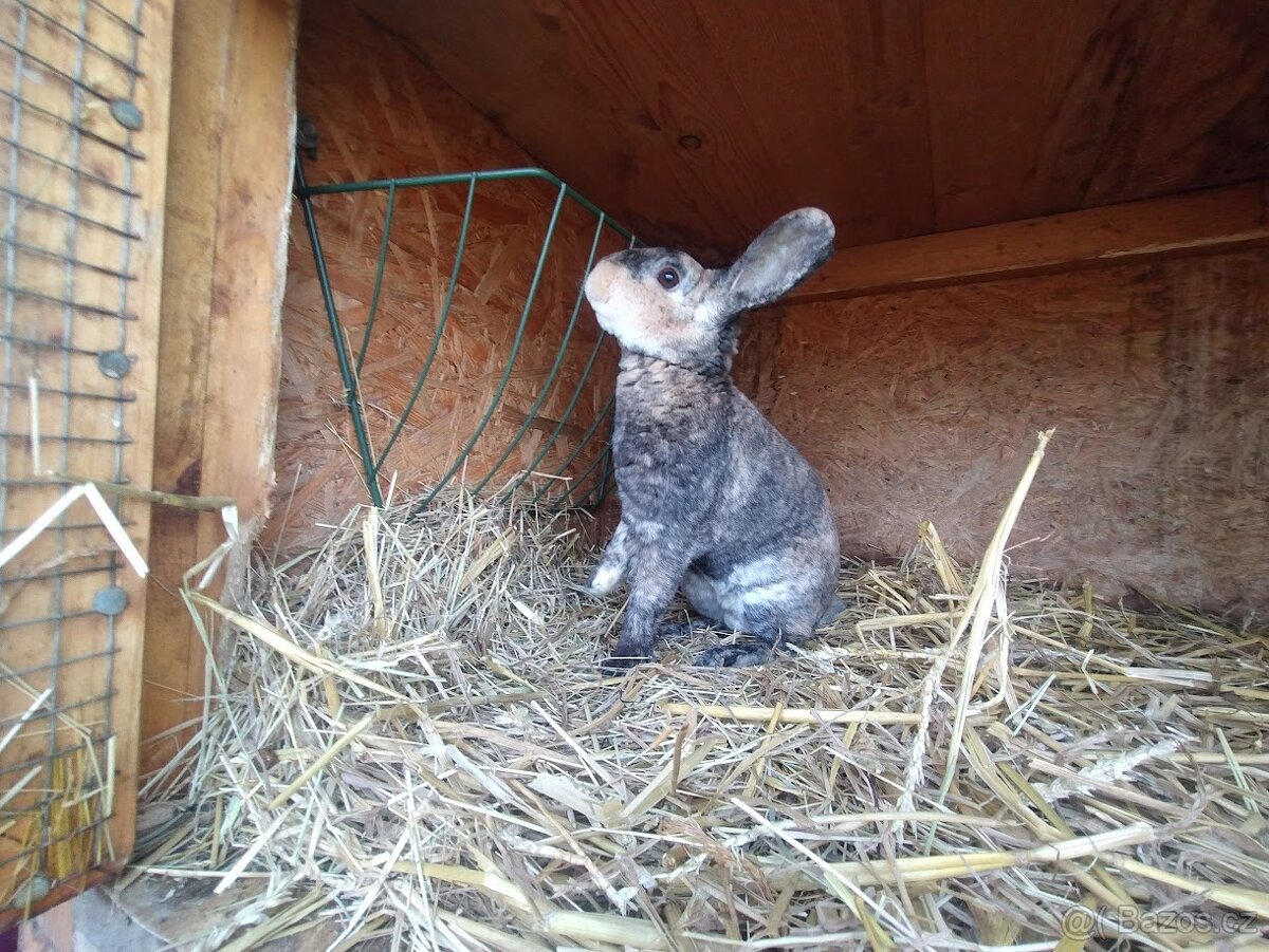 Zakrslí králíčci - 6