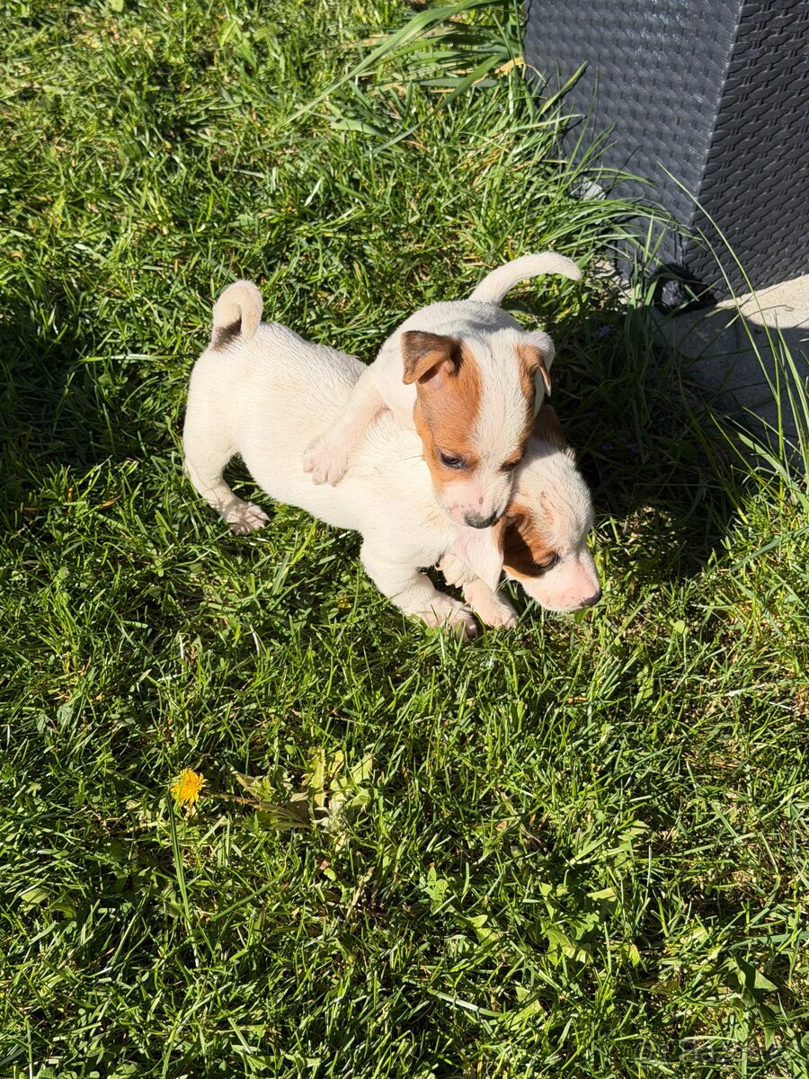 Jack Russell teriér - 6