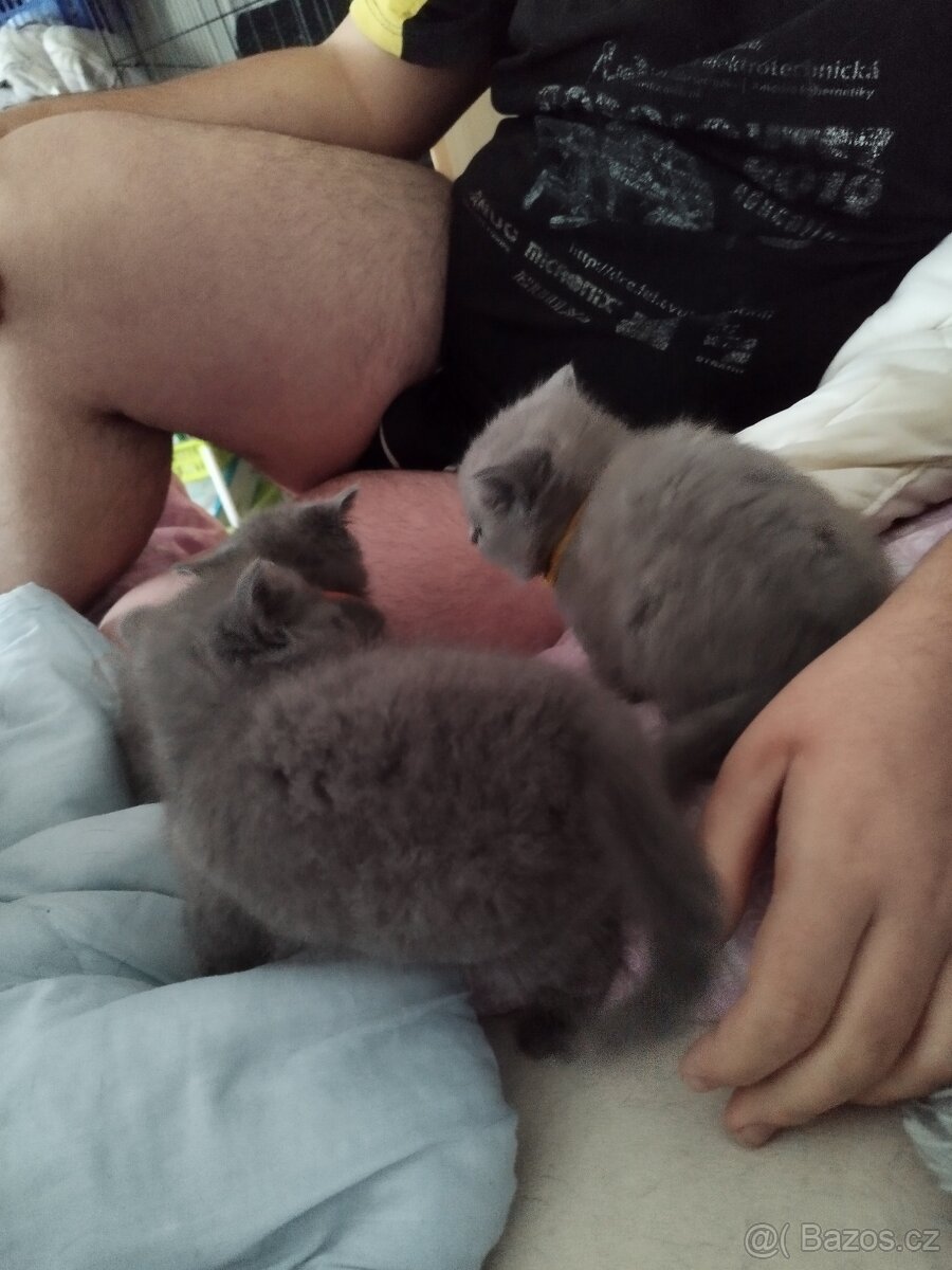 Prodám britská modrá koťátka - 6