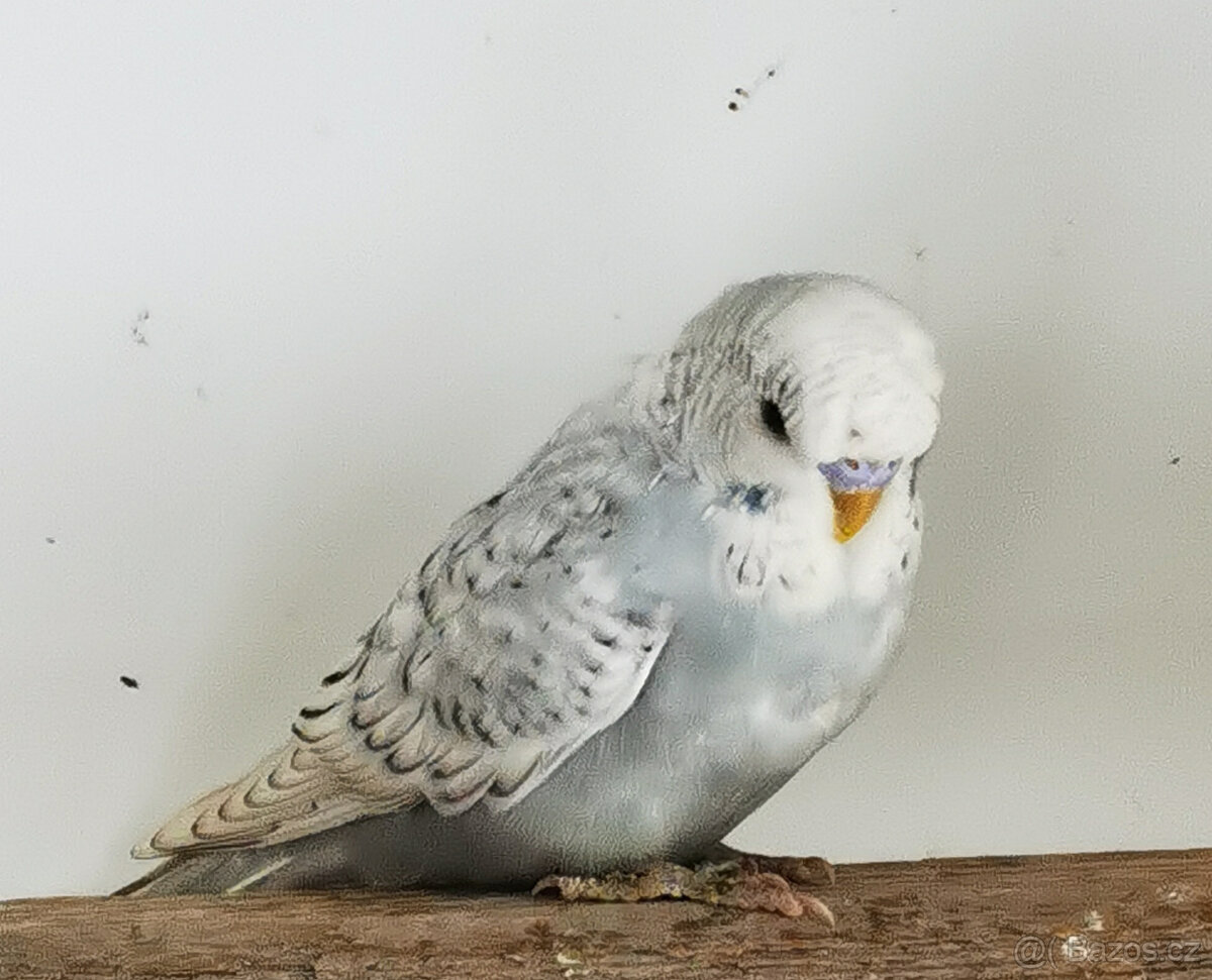 Andulka vlnkovaná 2025 po výstavních rodičích - 6