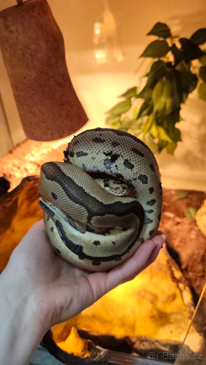 Krajta královská - 6