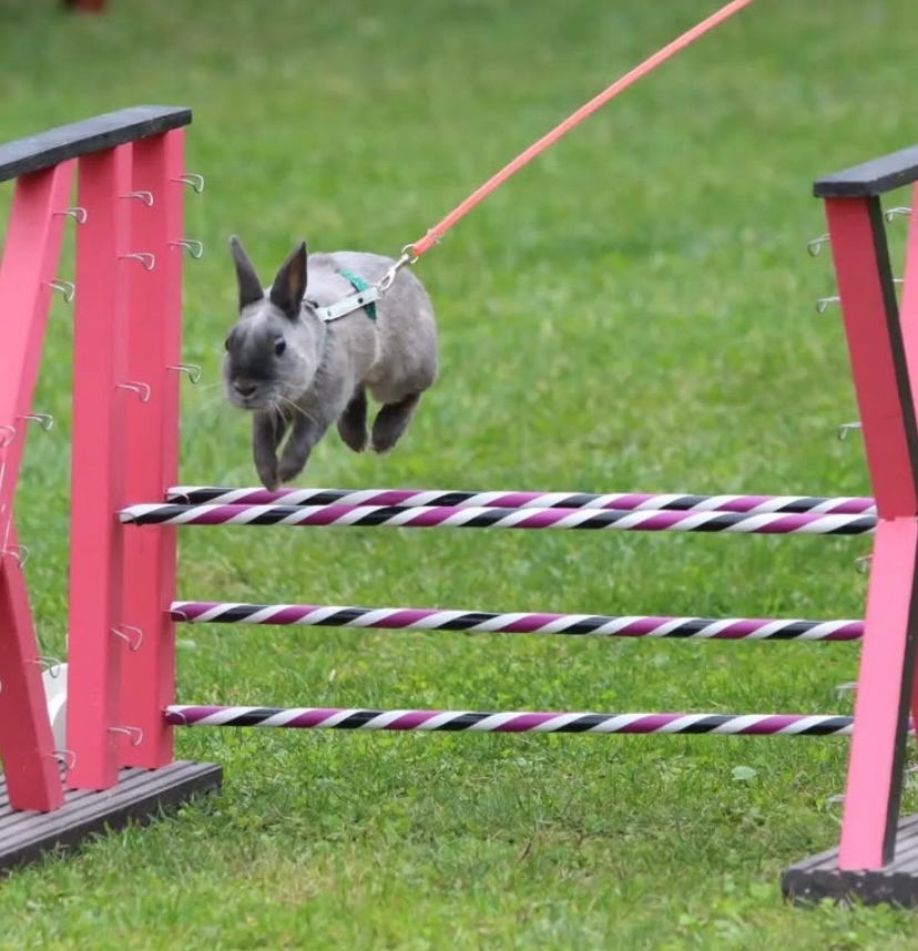 zakrslý králik - 6