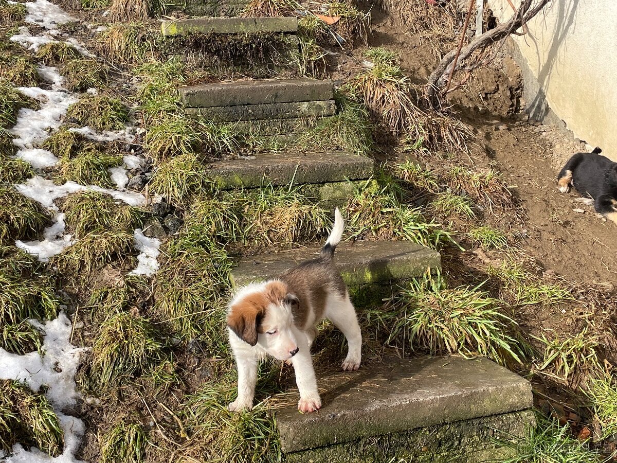 Štěně Border kolie/Malinsky ovčák odběr od 27.2 - 6