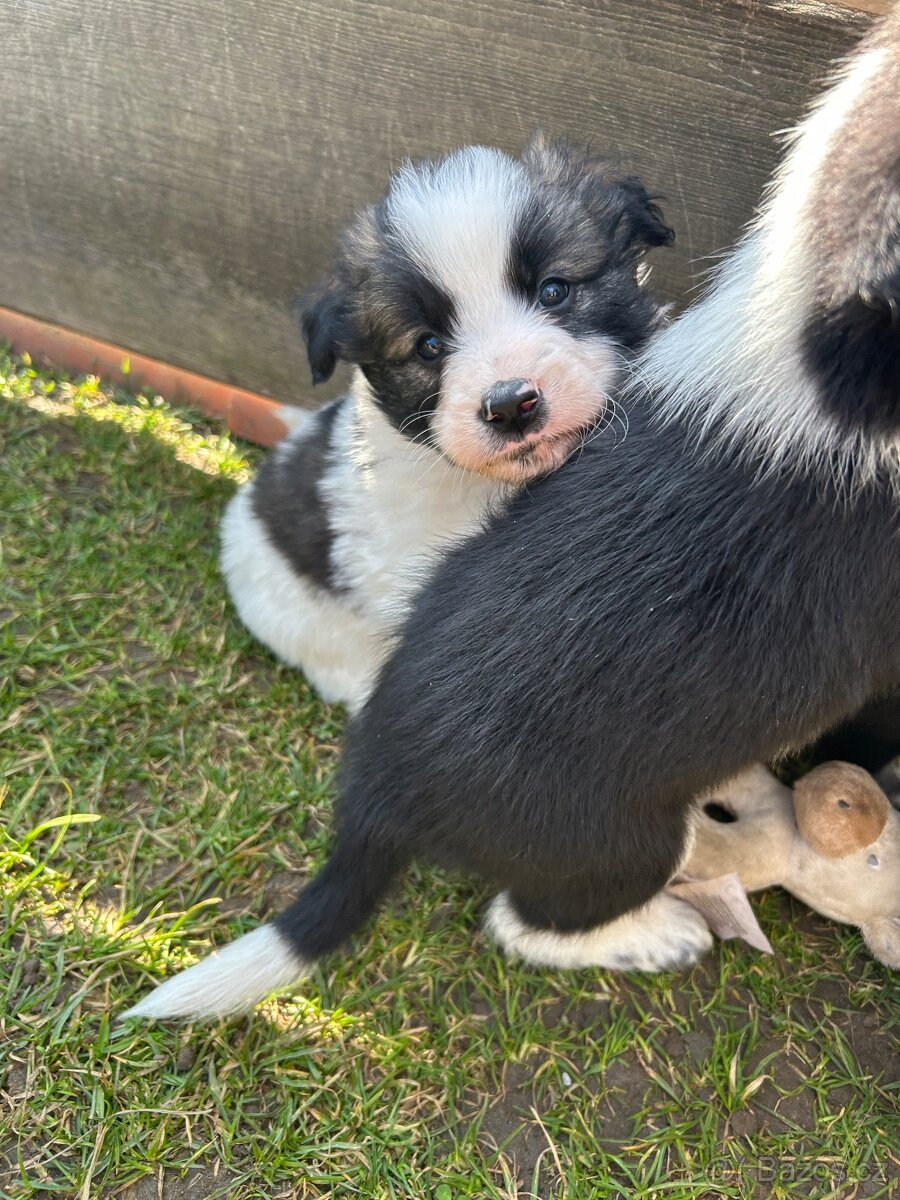 Kříženci Border kolie - 6