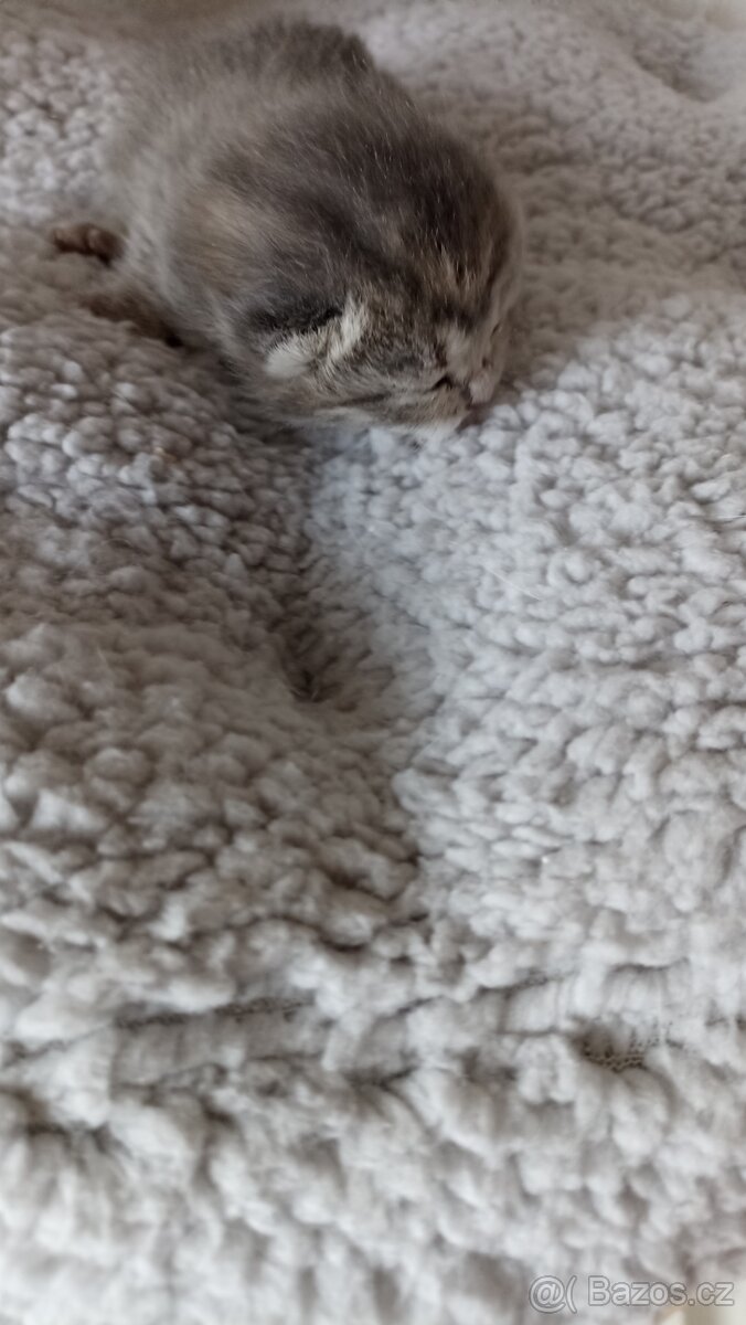 Britská kočička whiskas s PP - 6