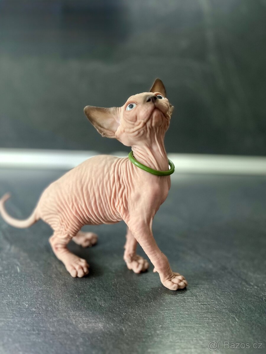 Sphynx - 6