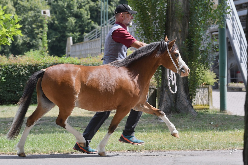 Welsh mountain pony, sekce A - 6