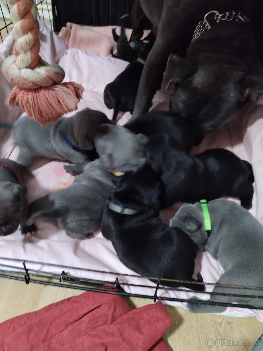 Štěňátka - 6
