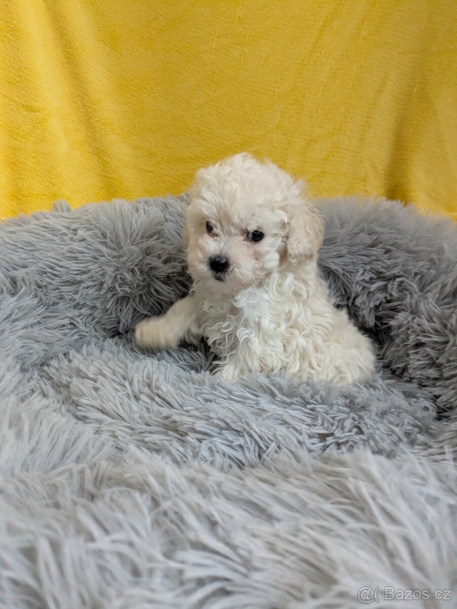 Pudl trpasličí-fenka - 6