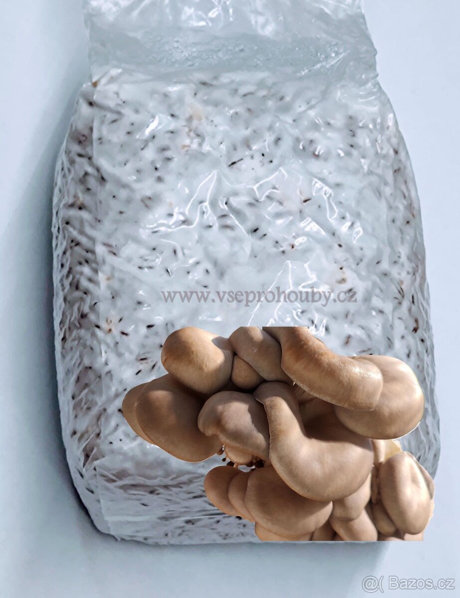 Sadba - Hlíva ústřičná, plicní, modrá, růžová, královská - 6