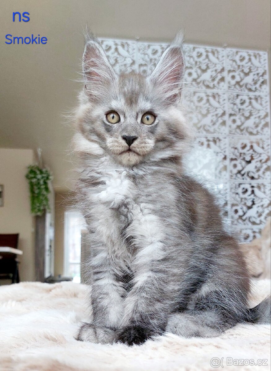 Mainská mývalí koťátka s PP - 6