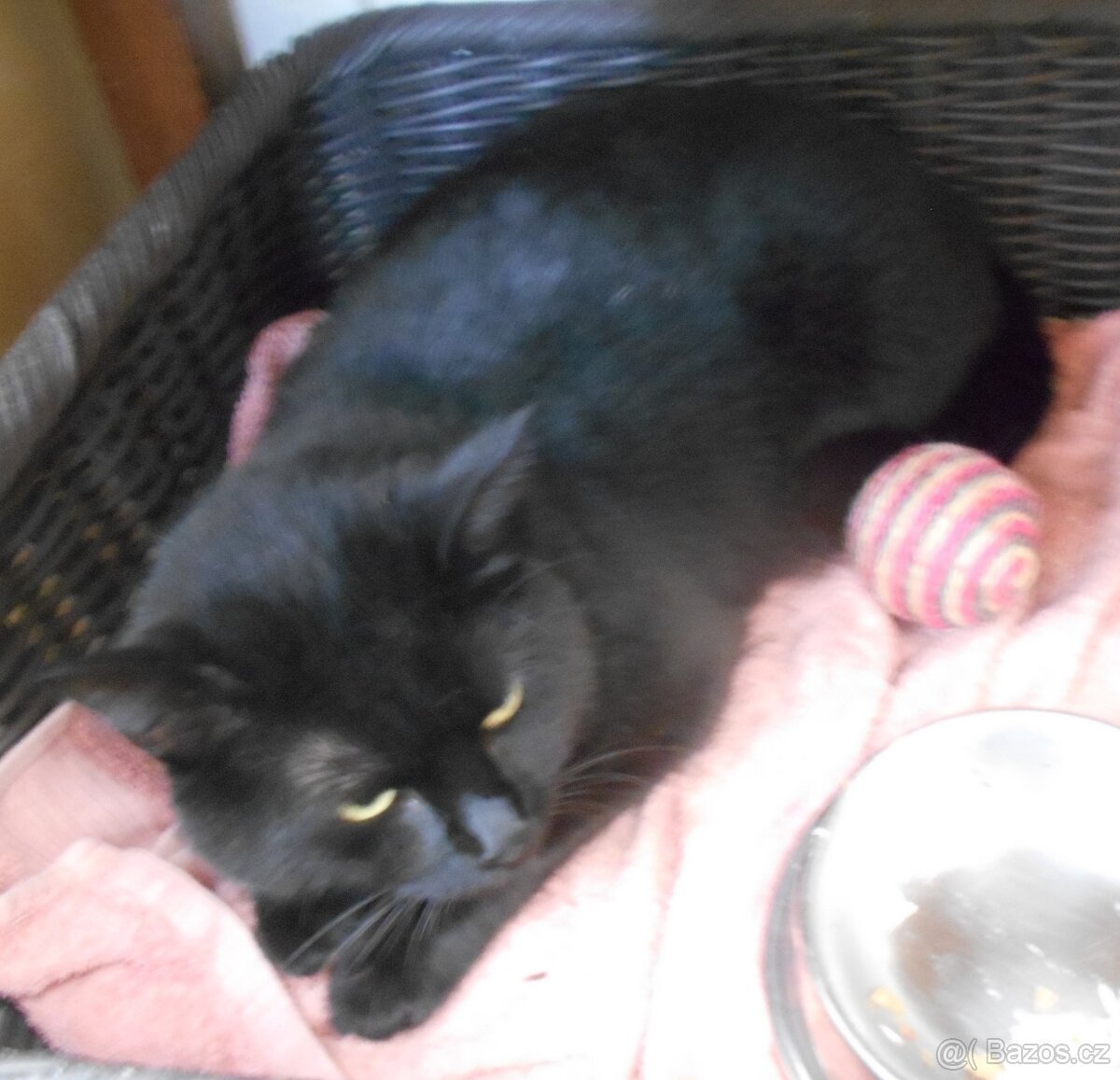 Černá, hodná, klidnější 2,5letá kočička Šmudlinka Micinka - 6