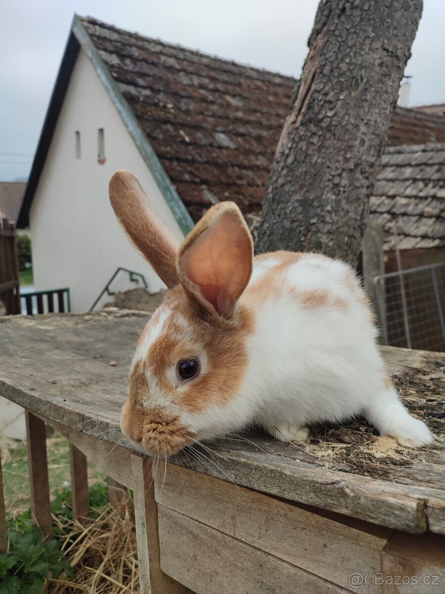 Prodej chovných samců - 6