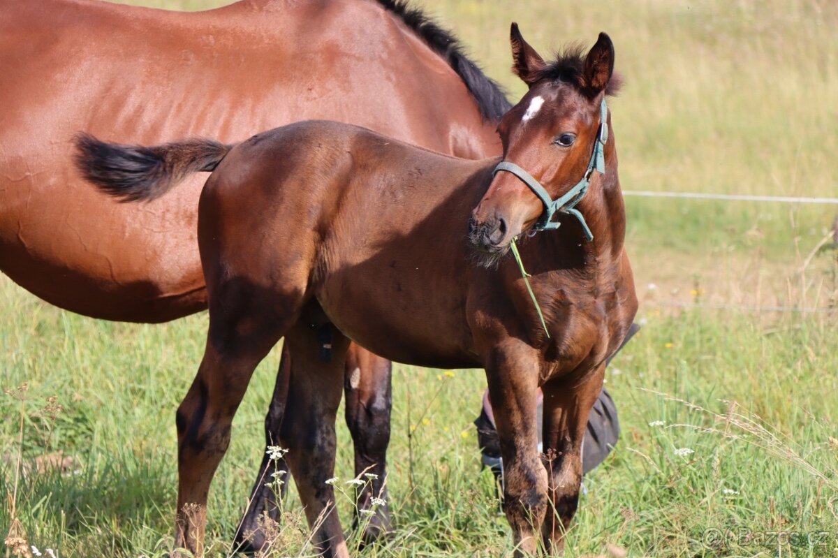 ČT hřebeček 2025 - Možnost splátek - 6