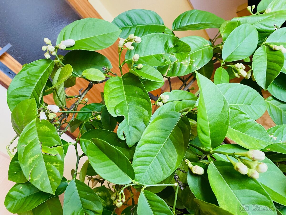 Citrus citroník plodící - 6