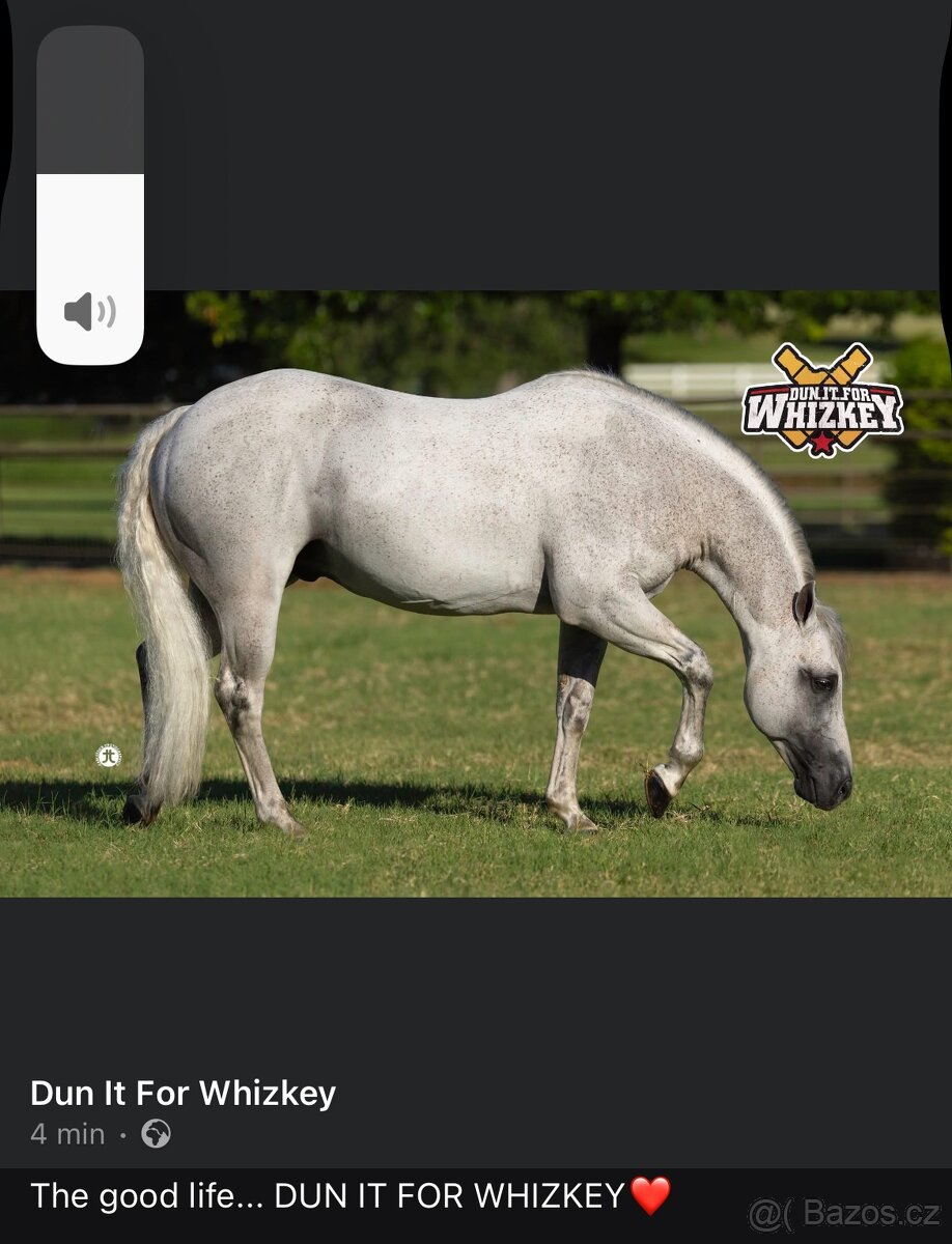 Quarter horse 2,5 roku . - 6