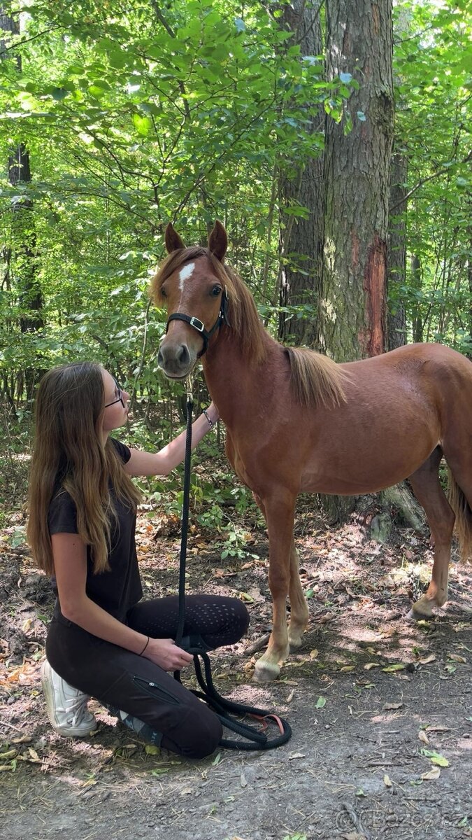 2leta klisna Welsh part bred - 6