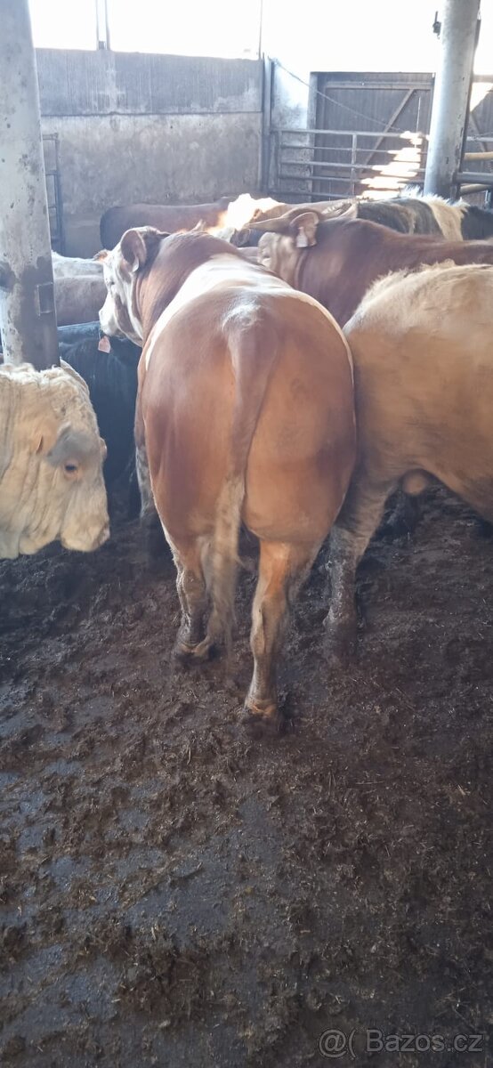 Jateční býci - 6