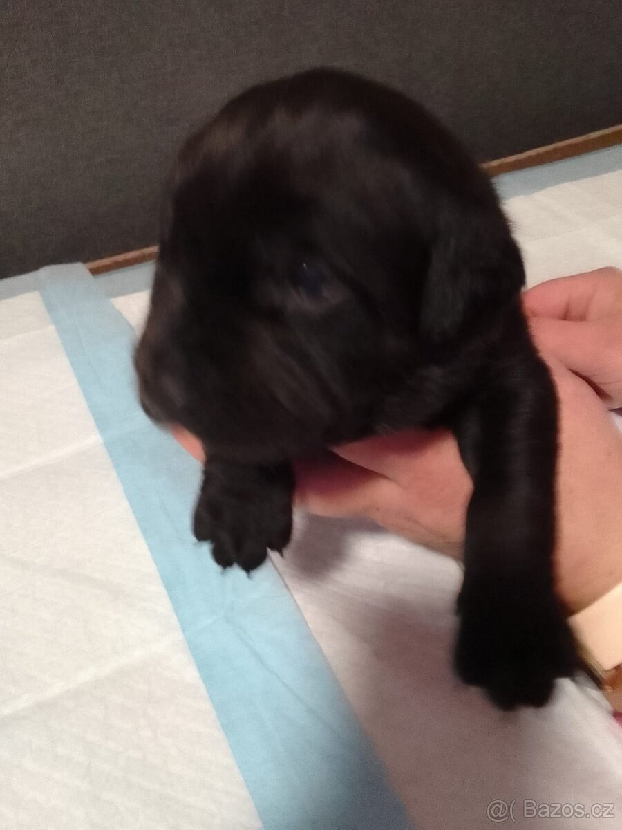 Štěňátka - 6