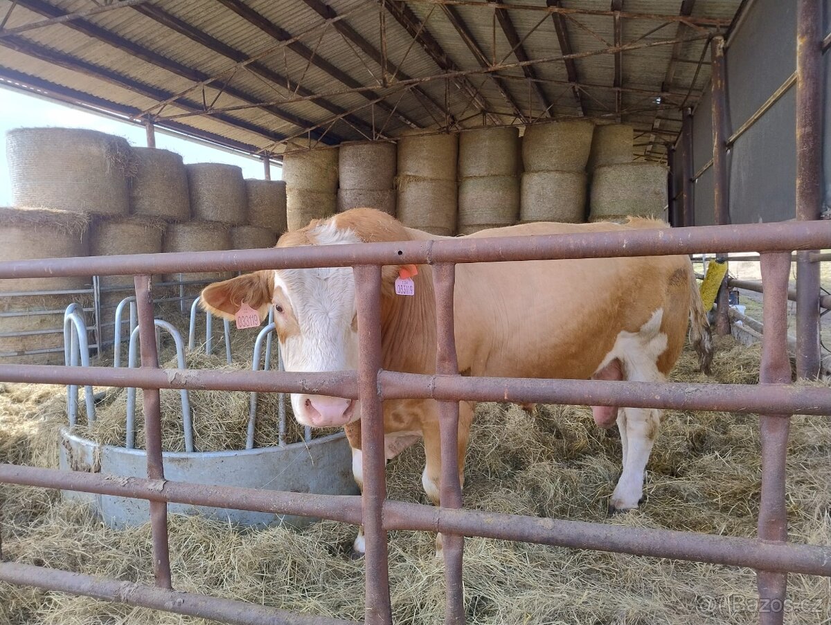 Plemenný býk Simentál - 6