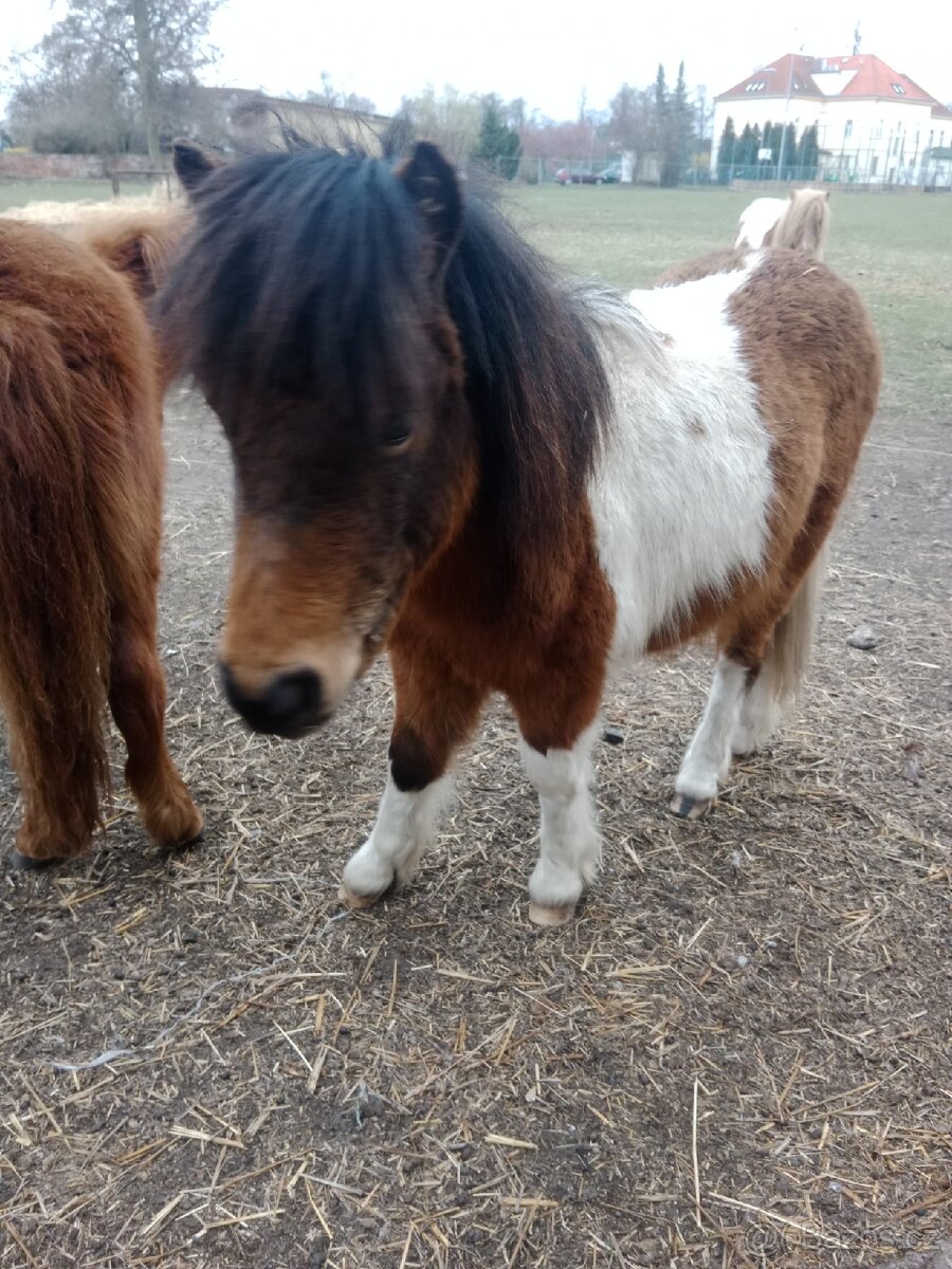 Minishetland hřebečci - 6