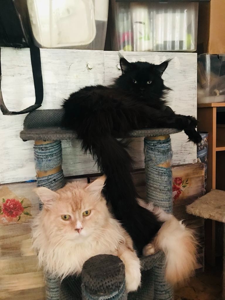 Mainsky mývalí kocour nabízí krytí - 6