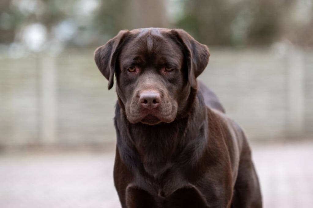 Labradorský retrívr s PP - 6