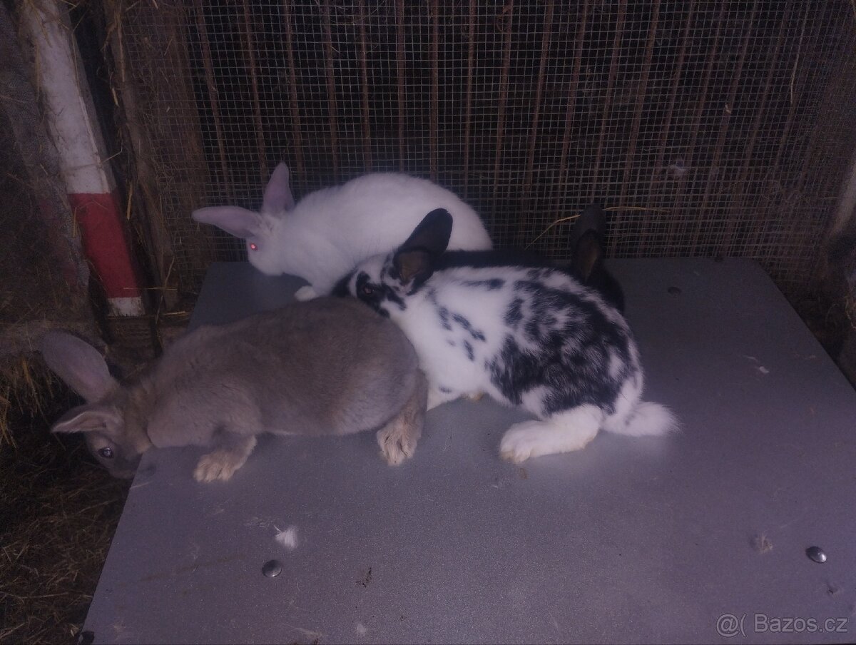 Králíci do chovu či na dokrmení Hylla x Massyla - 6
