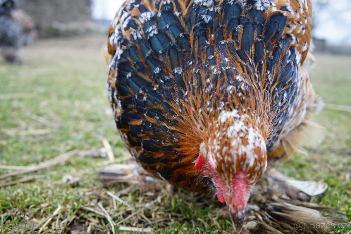Brahmánky porcelánové 🥚🐣 (násadová vejce i kuřátka) - 6