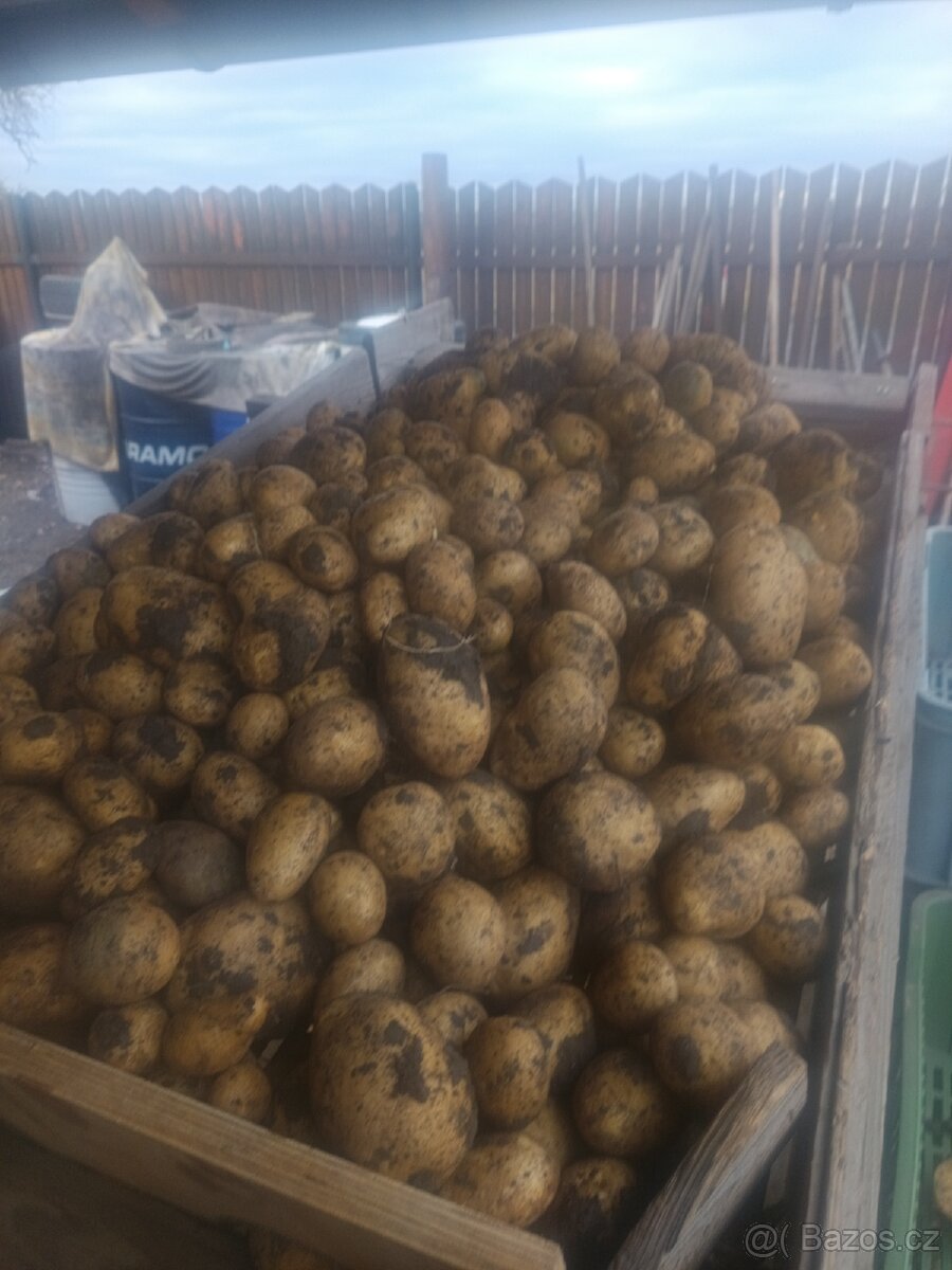 Krmné brambory - 6