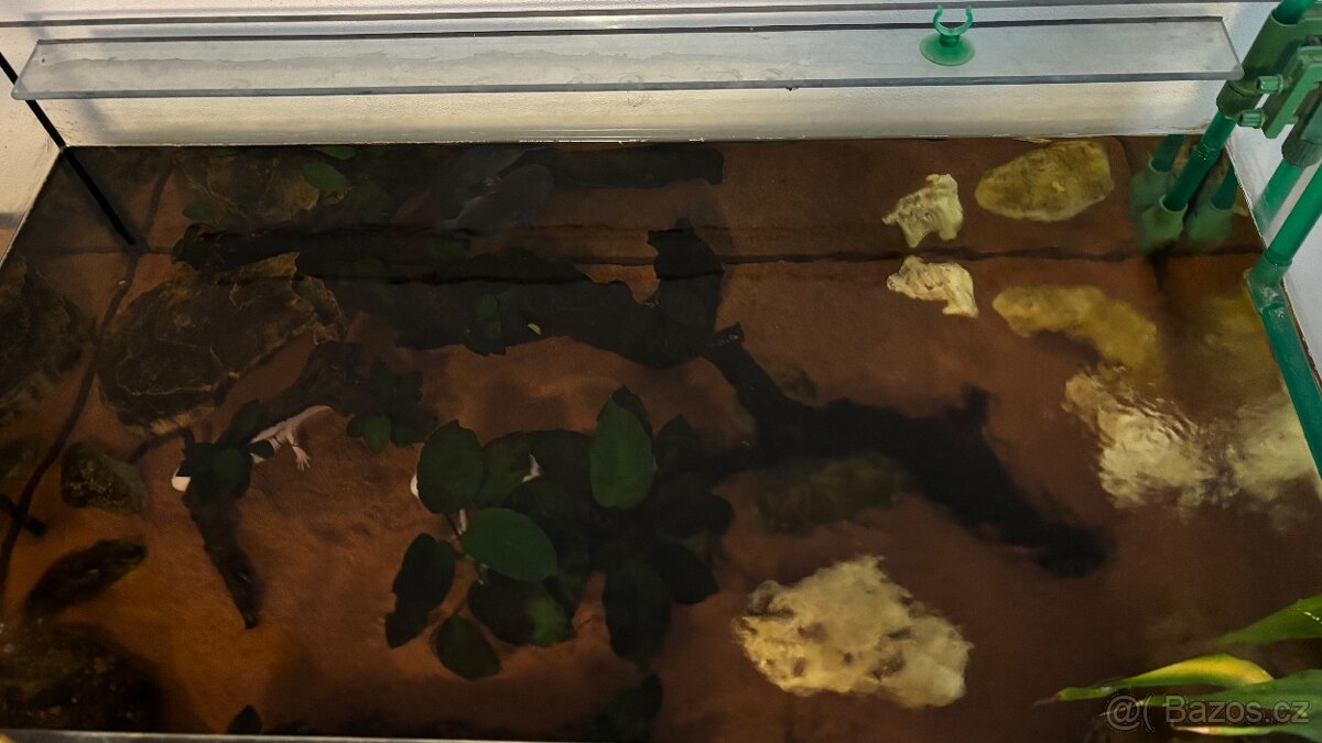Axolotl +komplet vybavení - 6